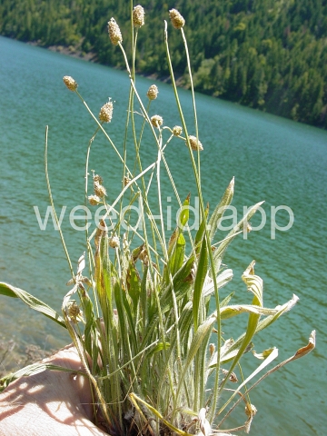 plantain, buckhorn